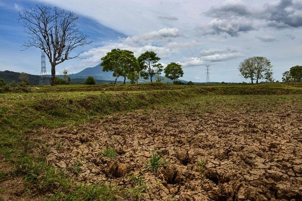 Drought paddy fields 