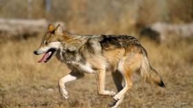 Mexican wolf