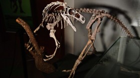 Fossilized skeleton of dinosaur