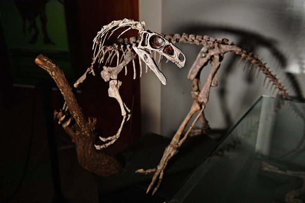 Fossilized skeleton of dinosaur