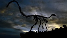 The fossilized skeleton of a dinosaur 