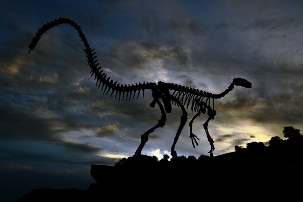 The fossilized skeleton of a dinosaur 