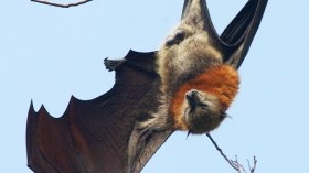 Bats Carry More Human Infecting Virus Than Rodents