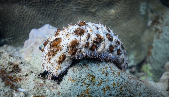 Sea cucumber