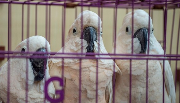 Cockatoos