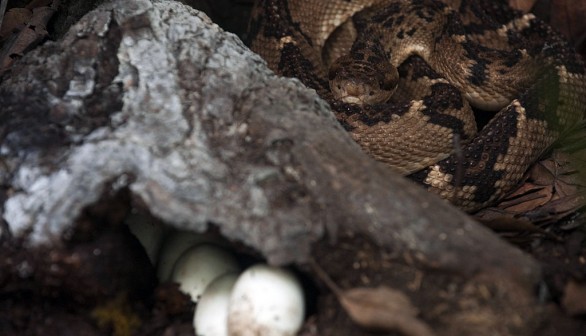 COLOMBIA-SNAKE-EGGS