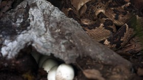 COLOMBIA-SNAKE-EGGS