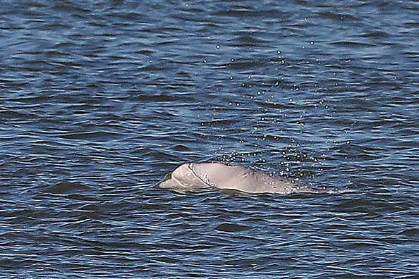 Dolphin spotted swimming in Connecticut's Thames River