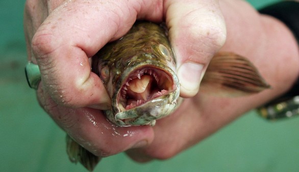 Snakehead Fish Found In Lake Michigan