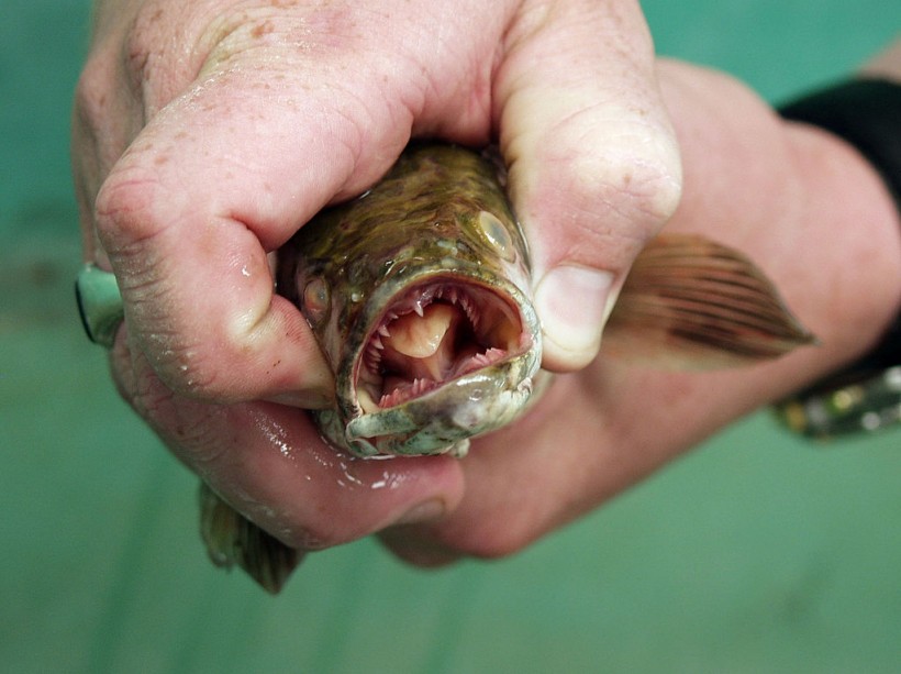 Snakehead Fish Found In Lake Michigan