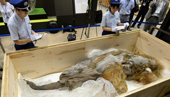 JAPAN-MAMMOTH-ANIMAL-EXHIBITION