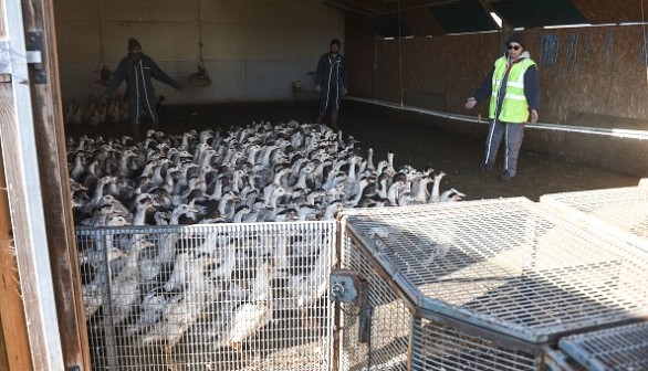 Ducks are rounded up to be put into cages and sent to a slaughterhouse for extermination due to the avian flu