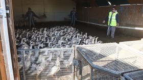Ducks are rounded up to be put into cages and sent to a slaughterhouse for extermination due to the avian flu