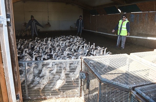 Ducks are rounded up to be put into cages and sent to a slaughterhouse for extermination due to the avian flu