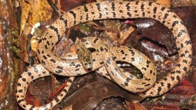 New species of wolf snake 