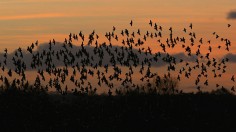 Murmuration Of Starlings Signals Winter's Arrival