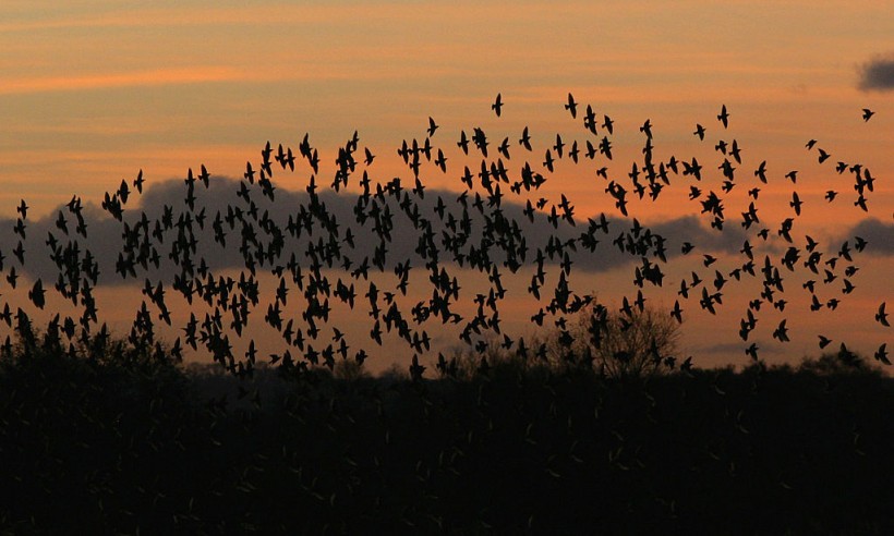 Murmuration Of Starlings Signals Winter's Arrival