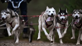 The Annual Aviemore Sled Dog Rally Returns After Covid Hiatus