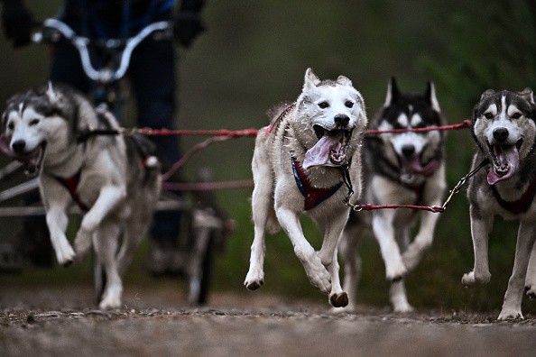 The Annual Aviemore Sled Dog Rally Returns After Covid Hiatus