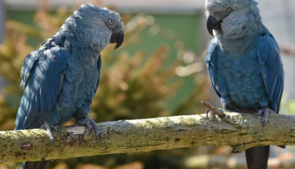 Spixs macaw: Extinct species