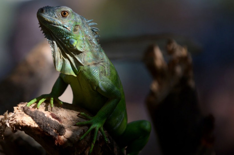 Green Iguana lizard