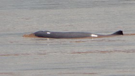 Irrawaddi Dolphin
