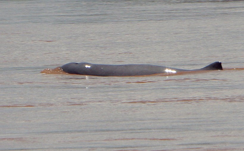 Irrawaddi Dolphin