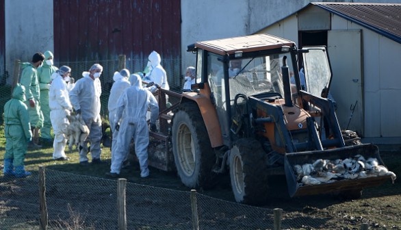 Ducks slaughtered due to the avian flu outbreak 