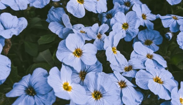 blue flower in bloom