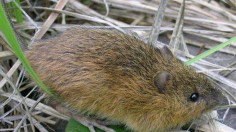 meadow jumping mouse