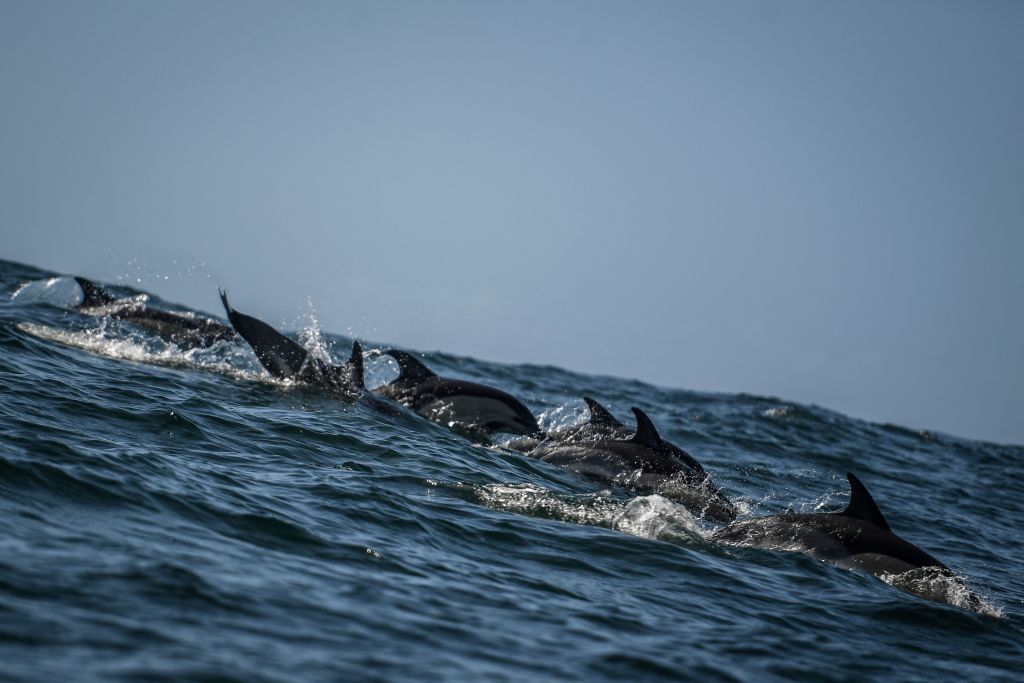 Dolphins hit by Deepwater Horizon spill at risk from new drilling and river  plan, Dolphins