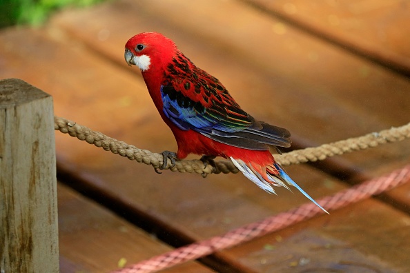 Worlds Fastest Parrot Swift Parrot Population Is Declining Rapidly