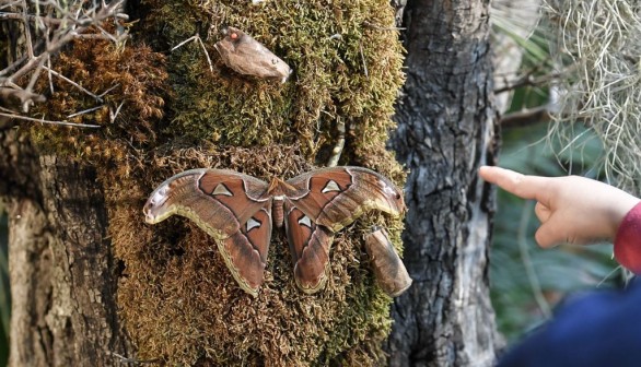 ITALY-LIFESTYLE-NATURE-CULTURE-EXHIBITION-BUTTERFLIES