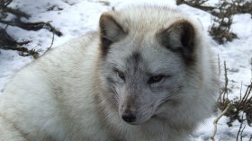 Arctic fox