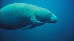 manatee