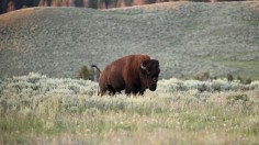 US-WILDLIFE-BISON