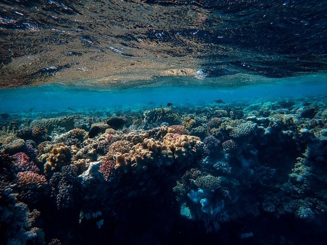Coral reef 