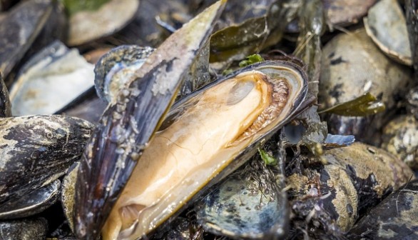 NETHERLANDS-SEAFOOD-FISHING