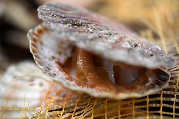 FRANCE-GASTRONOMY-SEAFOOD