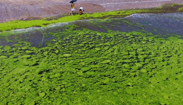 CHINA-ENVIRONMENT-ALGAE