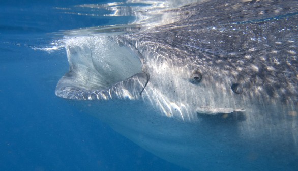 2012 U.S. Shark Attacks Highest Since 2000