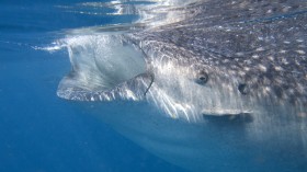 2012 U.S. Shark Attacks Highest Since 2000