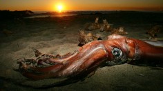 Giant Squid Mysteriously Wash Up On California Beaches