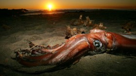 Giant Squid Mysteriously Wash Up On California Beaches
