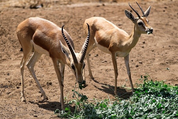 SUDAN-ANIMAL-WILDLIFE-RESERVE