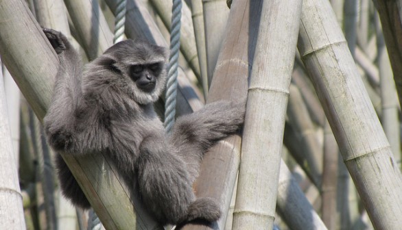 Silvery Gibbon