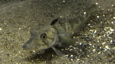 Antarctic Fish