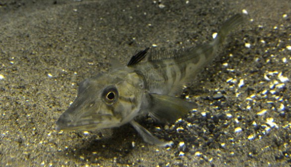 Antarctic Fish