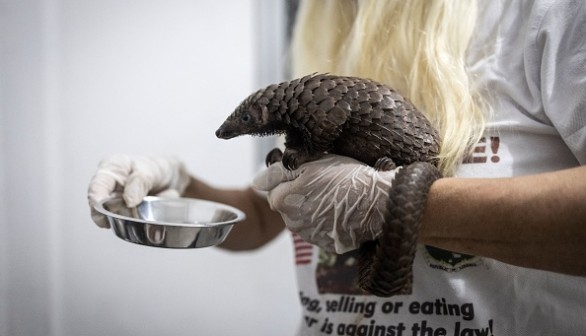 LIBERIA-ENVIRONMENT-CRIME-PANGOLIN