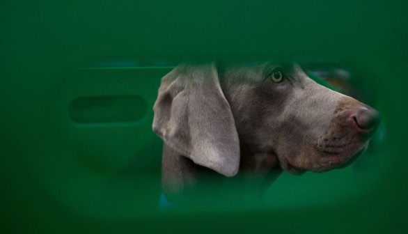 BRITAIN-ANIMAL-DOG-CRUFTS